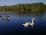 Jezioro Torfy - Mazury koło Otwocka